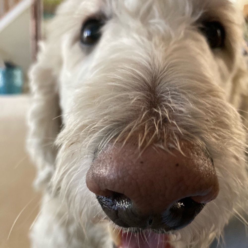 Meet your Posher, Mackenzie